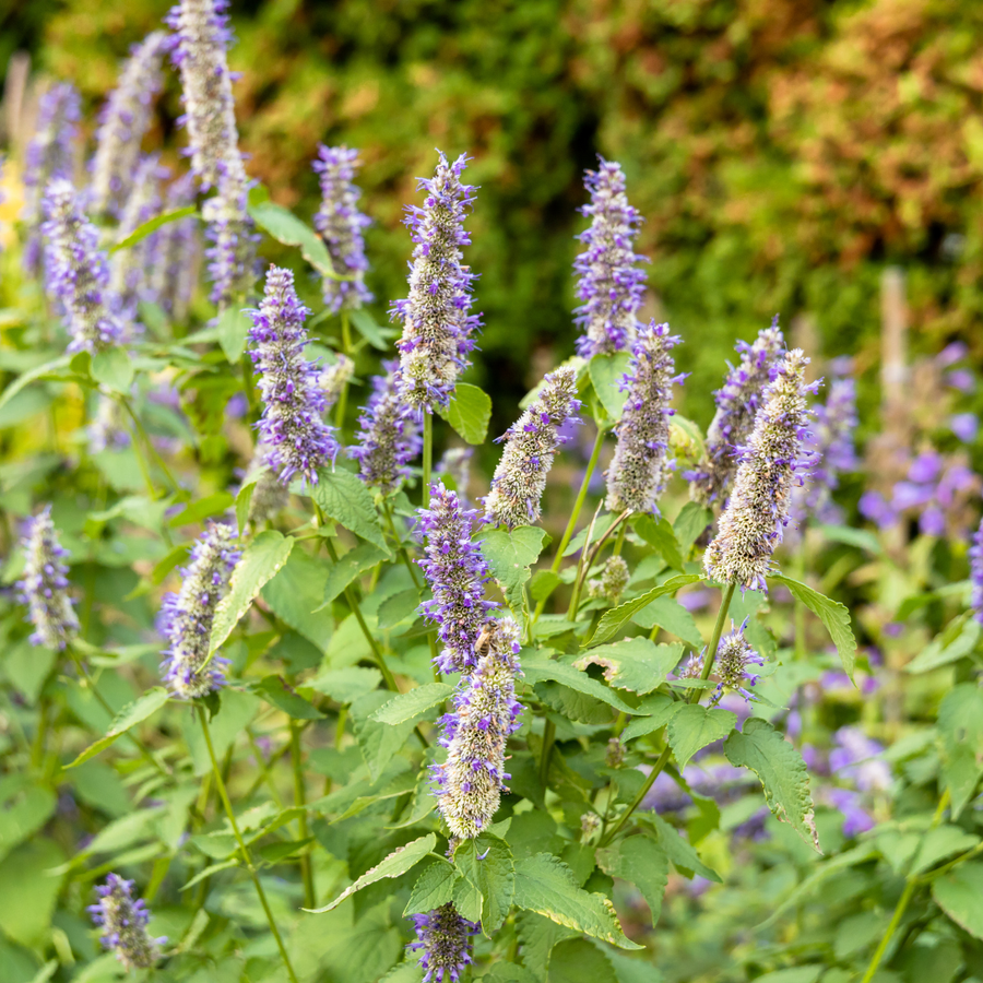 Patchouli