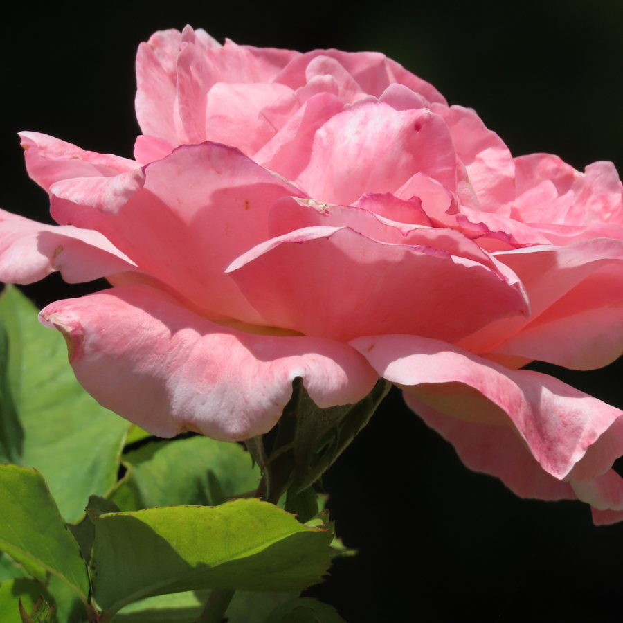 Huile de rose musquée